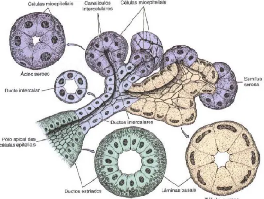 Figura 2. Estrutura histológica da Glândula Salivar (in Junqueira &amp; Carneiro 2004)  Canal de Wharton  Glândula Sublingual Processo Alveolar Músculos do pavimento bucal Língua Bucinador Masséter Glândula Parótida Canal de Stenon Glândula Submandibular 