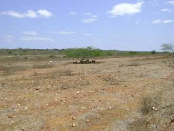 Foto 6 – área de pastagem no Município de Boa Vista e grande área de solo exposto, 