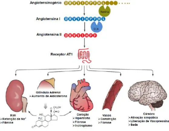 Figura  2:  Representação  esquemática  da  formação  de  Angiotensina  II  e  seus  efeitos  em  diferentes órgãos (Modificado de Bader, 2010)