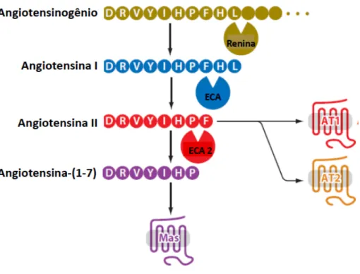 Figura  3:  Representação  esquemática  da  formação  da  Angiotensina-(1-7)  (Modificado  de  Bader, 2010).