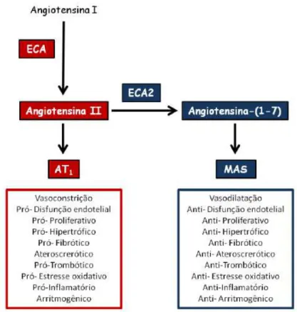 Figura  4:  Eixos  do  sistema  renina-angiotensina.  ECA:  enzima  conversora  de  angiotensina; 