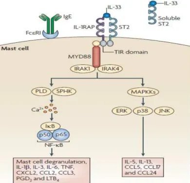 Figura 6. Ativação da via IL-33/ST2. A citocina IL-33 é ativada quando há sua ligação no seu receptor  ST2  pareado  ao  receptor  acessório  IL-1RAP  que  recrutarão  o  complexo  MYD88