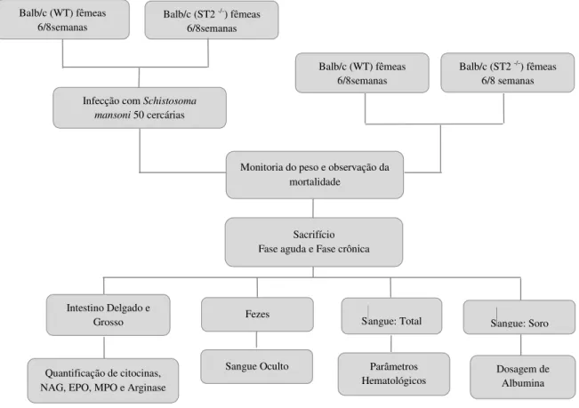 Figura  8.  Organograma  experimental  2.  Delineamento  experimental  das  técnicas  realizadas  com  os  camundongos Balb/c e ST2 -/-  infectados com 50 cercárias de Schistosoma mansoni