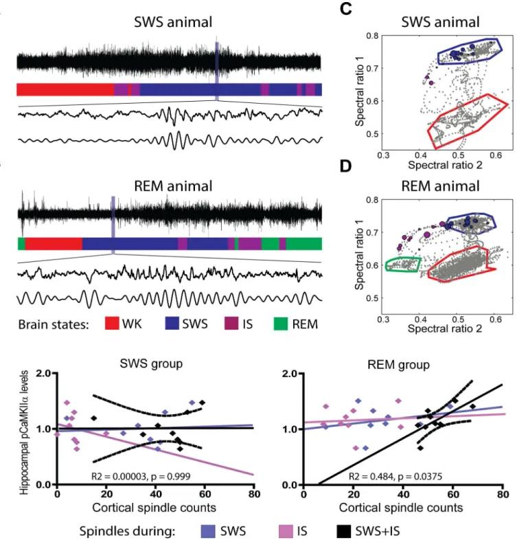 Fig 2. Cortical spindles at the SWS/REM transition correlate with CaMKII phosphorylation in the hippocampus