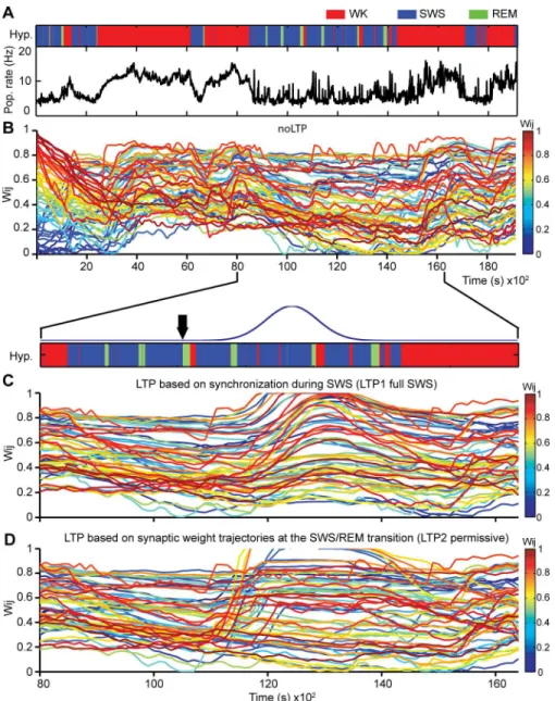 Fig 4. LTP during sleep leads to marked changes in synaptic weight trajectories. (A) Hypnogram of representative recording (top panel) and corresponding population spike rate activity over time (bottom panel)