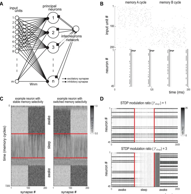 Fig 8. Canonical hippocampal-cortical model. (A) Network model with an input layer, a principal neurons layer and an interneurons layer