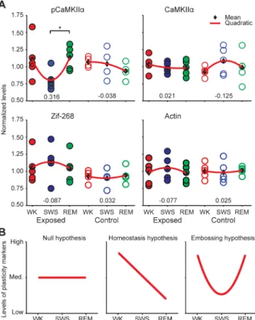 Fig 1. Experience-dependent CaMKIIα phosphorylation in the hippocampus during REM. (A) Normalized hippocampal levels of pCaMKIIα, total CaMKIIα, Zif-268 and Actin (mean densitometric levels, one datapoint per animal)