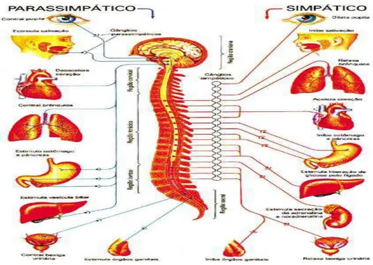 Figura 2. Sistema nervoso periférico autônomo. Fonte: Adaptado de Machado, 2000.  Estudos  revelam  que  existem  áreas  cerebrais  que  são  responsáveis  pelo  controle do sistema nervoso autonômico (SNA) como a insula (23) , o córtex pré-frontal 