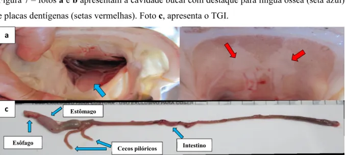 Figura 7 – fotos a e b apresentam a cavidade bucal com destaque para língua óssea (seta azul)  e placas dentígenas (setas vermelhas)