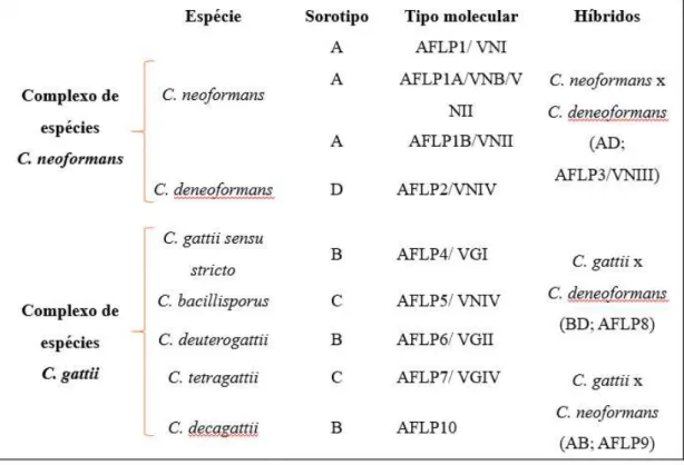 Figura 1. Classificação das espécies, sorotipos e tipos moleculares de Cryptococcus conforme  nova taxonomia (Adaptado de HAGEN et al, 2016)