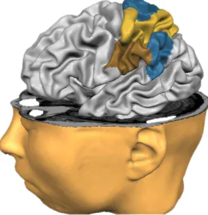 FIGURA  4:  O  córtex  parietal  posterior  (CPP) superior em  azul e laranja (áreas  de  Brodmann  5  e  7,  respectivamente)