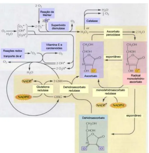 Figura 5  – Componentes enzimáticos e não-enzimáticos do sistema antioxidante. 
