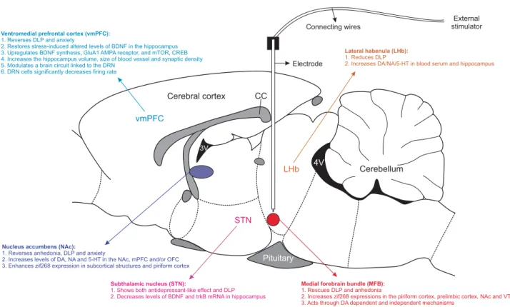 Figure 2. Diagrammatic representation of DBS brain targets that have been tested in preclinical investigations