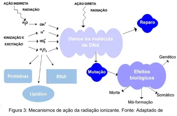 Figura 3: Mecanismos de ação da radiação ionizante. Fonte: Adaptado de  NOUAILHETAS, 2014.