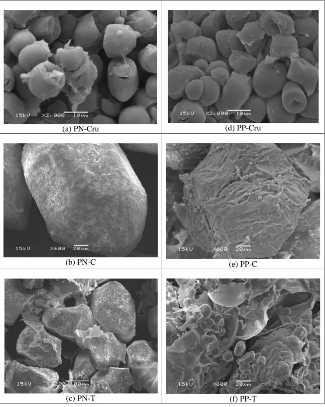 Figura 1 – Micrografias eletrônicas de grânulos de amido dos pinhões cru, cozido e tostado dos grupos PN e PP 