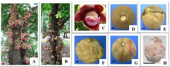 Figura 1. Couroupita guianensis Aubl.  (Lecythidaceae): A – Aspecto geral da planta florida; B  –   Aspecto  geral  da  planta  com  frutos;  C  -  Flor;  D  -  Fruto  fechado  mostrando  a  marca  da  abscisão;  E  e  F  -  Fruto  aberto,  mostrando  o  e