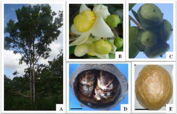 Figura 3. Eschweilera ovata Mart. ex Miers: A  –  Aspecto geral da planta; B - Flor; C  –  Ramo  com frutos imaturos; D – Fruto maduro com sementes expostas; E – Semente