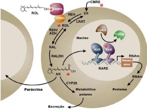 Figura 4 - Mecanismo de ação do ácido retinoico.  