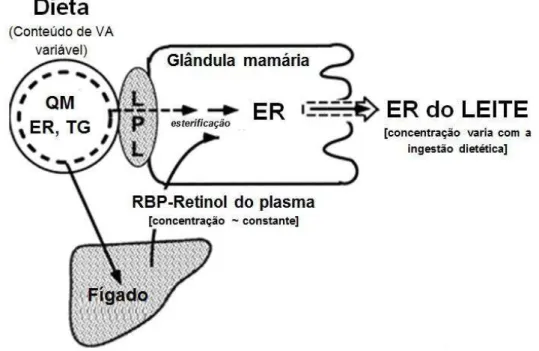 Figura 5 - Esquema da transferência de retinol para a glândula mamária. 