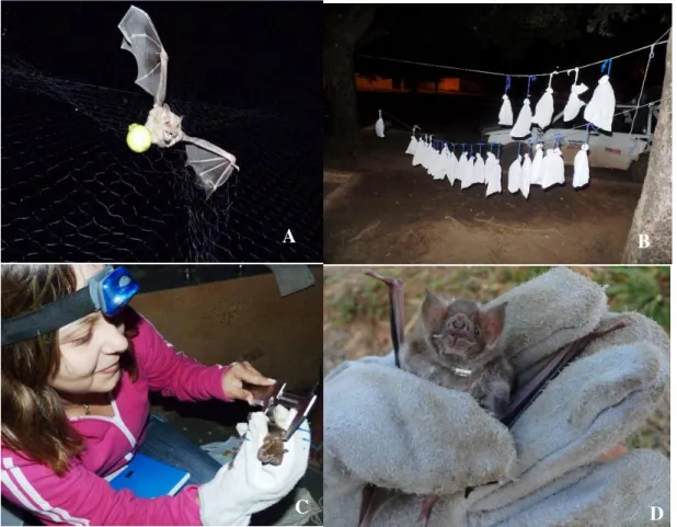 Figura  6:  Procedimento  de  campo:  A:  Captura  do  morcego  na  rede  de  neblina  B:  Morcegos  acondicionados  em  saco  de  algodão
