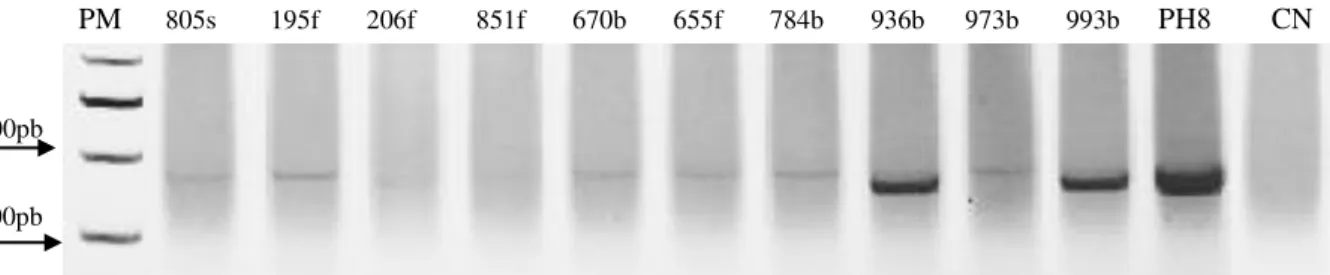 Figura  15:  Resultado  representativo  da  triagem  realizada  através  da  PCR  SSU-rRNA  em  amostras de DNA extraído dos morcegos coletados em Montes Claros