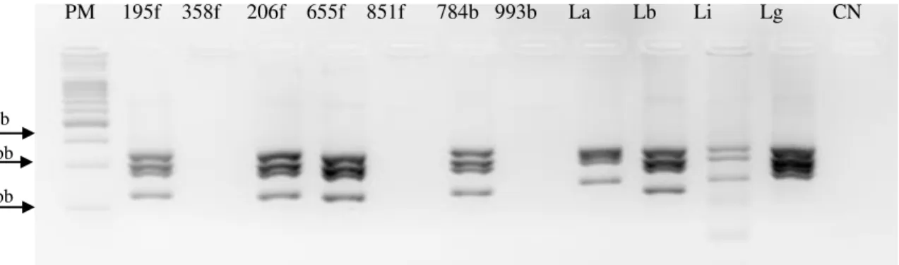 Figura 17:  Perfil representativo da digestão com HaeIII de amostras positivas na PCR   hsp70  de  DNA extraído dos morcegos