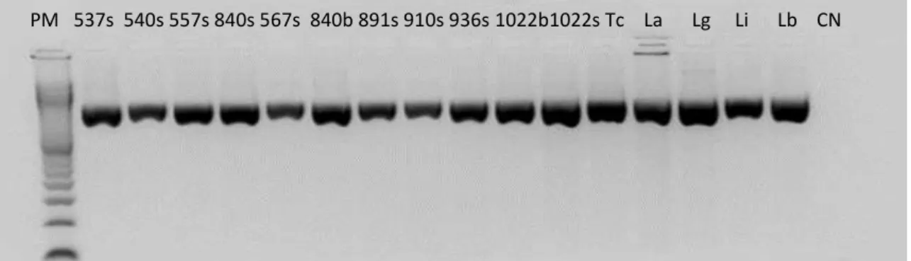 Figura 21:  Gel de agarose 1,5% corado com brometo de etídeo mostrando os produtos amplificados  na PCR direcionada ao alvo  hsp70 das amostras de DNA extraídas  dos isolados cultivados