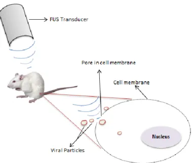 Figure 1.1. Schematic of the Focused Ultrasound  - mediated viral particles delivery by sonoporation 