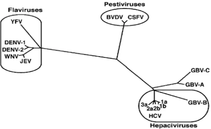 Figura 1 - Árvore Filogenética da família Flaviviridade baseeada na análise da região  NS3 (Lindenbach et al., 2007)