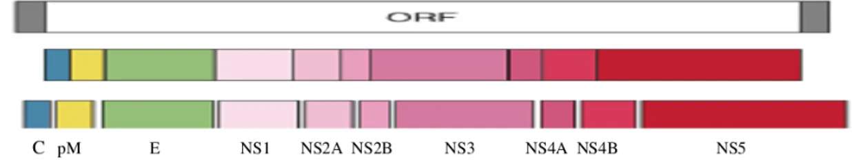 Figura 2 - Organização genômica dos flavivírus e suas proteínas resultantes (Rothman,  2004)