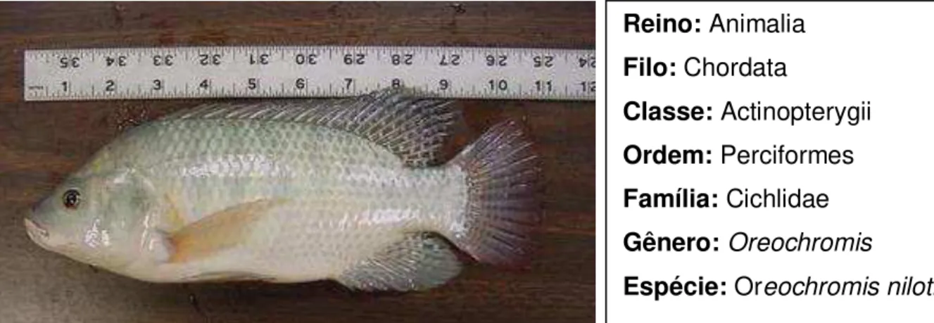 Figura 3. Foto e classificação biológica da espécie Oreochromis niloticus (tilápia nilótica)