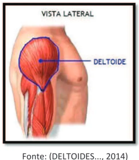 Figura 3 - Músculo deltoide direito em vista lateral. 