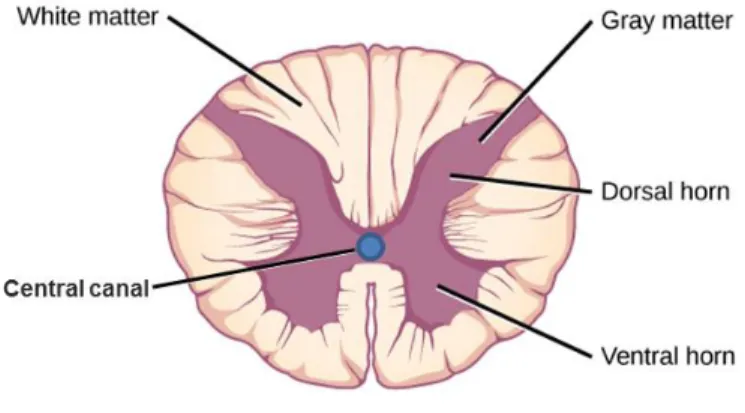 Figure 1. Spinal cord intramedullary region. Schematic of a spinal cord transverse section  (adapted from [21])