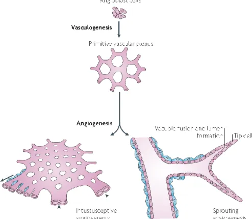 Figure 6. Vasculogenesis and angiogenesis: Vasculogenesis is  de novo formation of blood  vessels  through  differentiation  of  endothelial  precursor  cells  (EPCs)  –  Angioblast