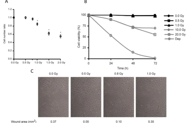 Figure 8. In vitro effects of low doses IR: Human microvascular endothelial cells from lung  (HMVEC-L) (A)- apoptosis,  (dep)- cell death  control  culture without serum  (B) cycle arrest  ratio  between  cell  number  of  irradiated  and  non-irradiated  