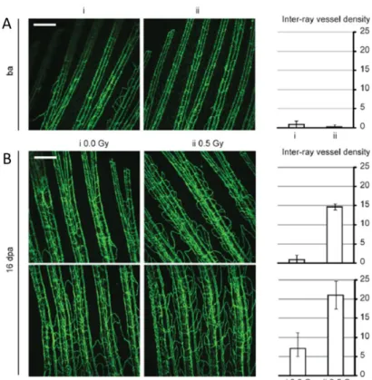 Figure 10. Low doses of IR enhances angiogenesis during fin regeneration. Adult zebrafish  caudal fins were amputated at mid-fin level, exposed (i) or not (ii) to 0.5 Gy of IR and then  allowed to recover