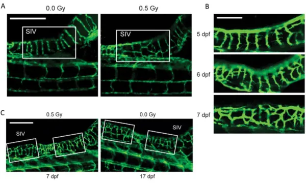 Figure  11.  Low  doses  IR  accelerate  sprouting  angiogenesis  in  zebrafish  development