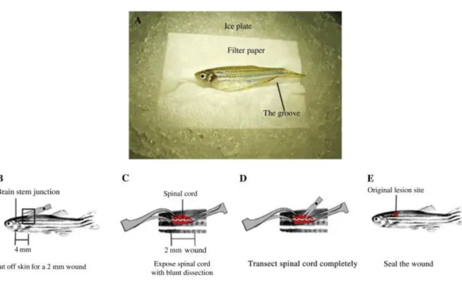 Figure  1.  Spinal  cord  injury  protocol.  A)  Preparation  before  surgery:  the  fish  is  placed  on  an  ice  plate,  head left and body side up
