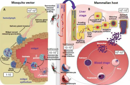 Figure 2. Life cycle of Plasmodium. (A) A female Anopheles mosquito ingests Plasmodium gametocytes with  the blood of an infected mammalian host, which develop to gametes in the mosquito’s midgut