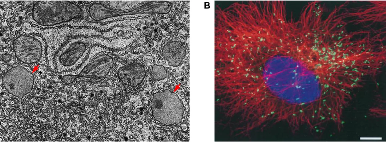 Figure 3. Mammalian peroxisome  morphology. (A) Electron micrograph of  rat liver peroxisomes (red arrows)  with  a  urate  oxidase  crystalloid  core  that  is  not  found  in  human  peroxisomes  (Adapted  from  Fawcett  1981)  (B)  Fluorescence imaging 