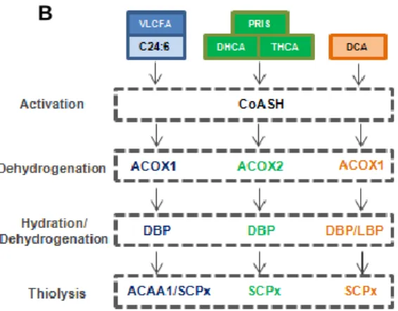 Figure 4. Fatty acid β-oxidation. (A) In each cycle of β-oxidation four  enzymatic reactions convert a fatty acyl-CoA molecule to acetyl-CoA and  a  fatty  acyl-CoA  shortened  by  two  carbon  atoms:  dehydrogenation  (1),  hydration  (2),  dehydrogenatio