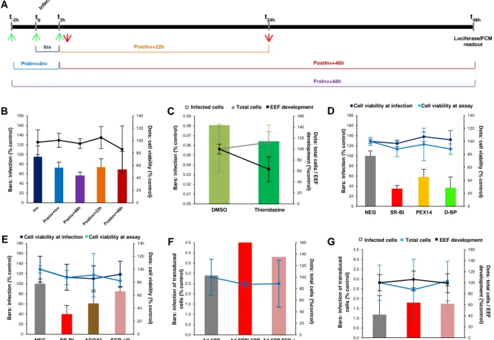 Figure  7.  Impairment  of  host  peroxisomal  fatty  acid  β-oxidation  affects  Plasmodium  liver  stage  development