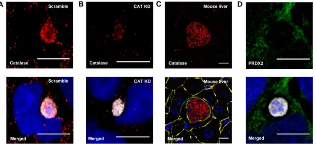 Figure  10.  Catalase,  but  not  PRDX2,  localizes  with  Plasmodium  EEFs  in  vitro  and  in  vivo