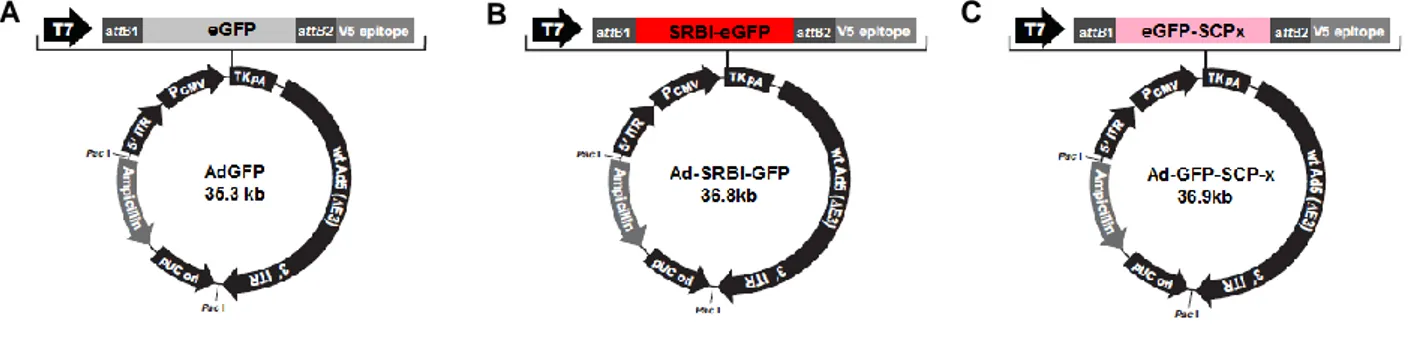 Figure S1. Adenoviral overexpression constructs. (A) GFP, (B) SR-BI-GFP and (C) GFP-SCP-x DNA inserts  were  generated  in  Clontech  pEGFP-C1/pEGFP-N2  vectors  and  sub-cloned  into  the  pAd/CMV/V5-DEST  adenoviral  vector  for  in  vitro  protein  over
