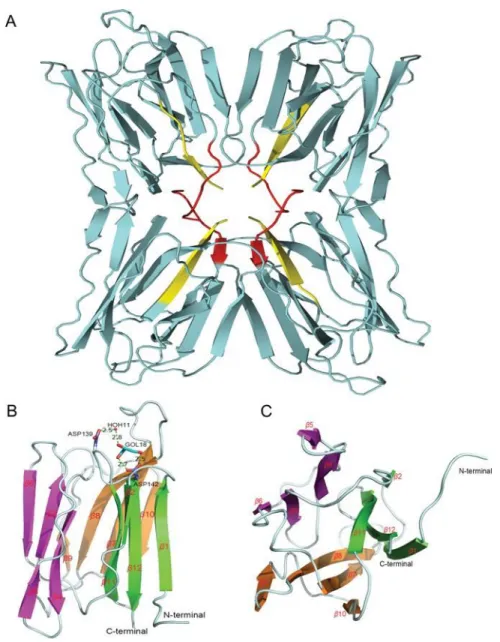 Figure 2.  Predicted structural features of FTP 