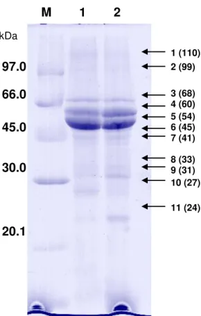 Figure S10. SDS-polyacrylamide gel electrophoresis of seed vicilins from cowpea (V. 