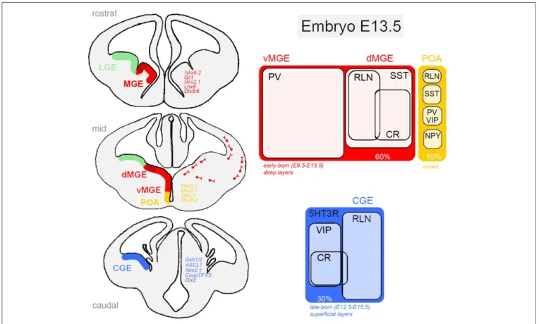 FIGURE 1 | Ventral telencephalic germinative zones of cortical GABAergic neurons in the rodent embryonic brain