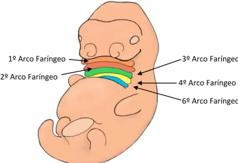 Figura 5- Arcos Faríngeos no embrião ao 29º dia. 