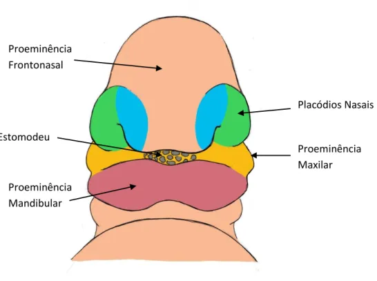 Figura 8- Face do embrião no início da 5ª semana. 