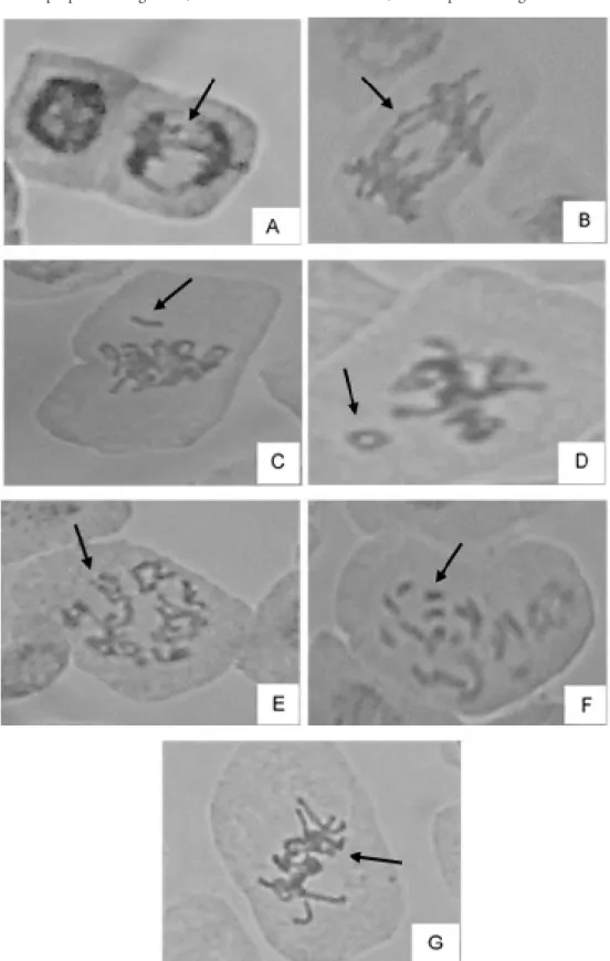 Figure 5 - Chromosomal aberrations of lettuce roots derived from seeds germinated in different concentrations of  purple lettuce aqueous extract and NaCl